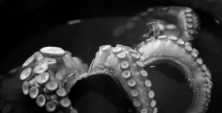 Tentakeln einer Krake